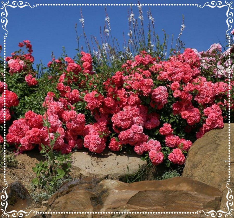 BAD BIRNBACH róża rabatowa